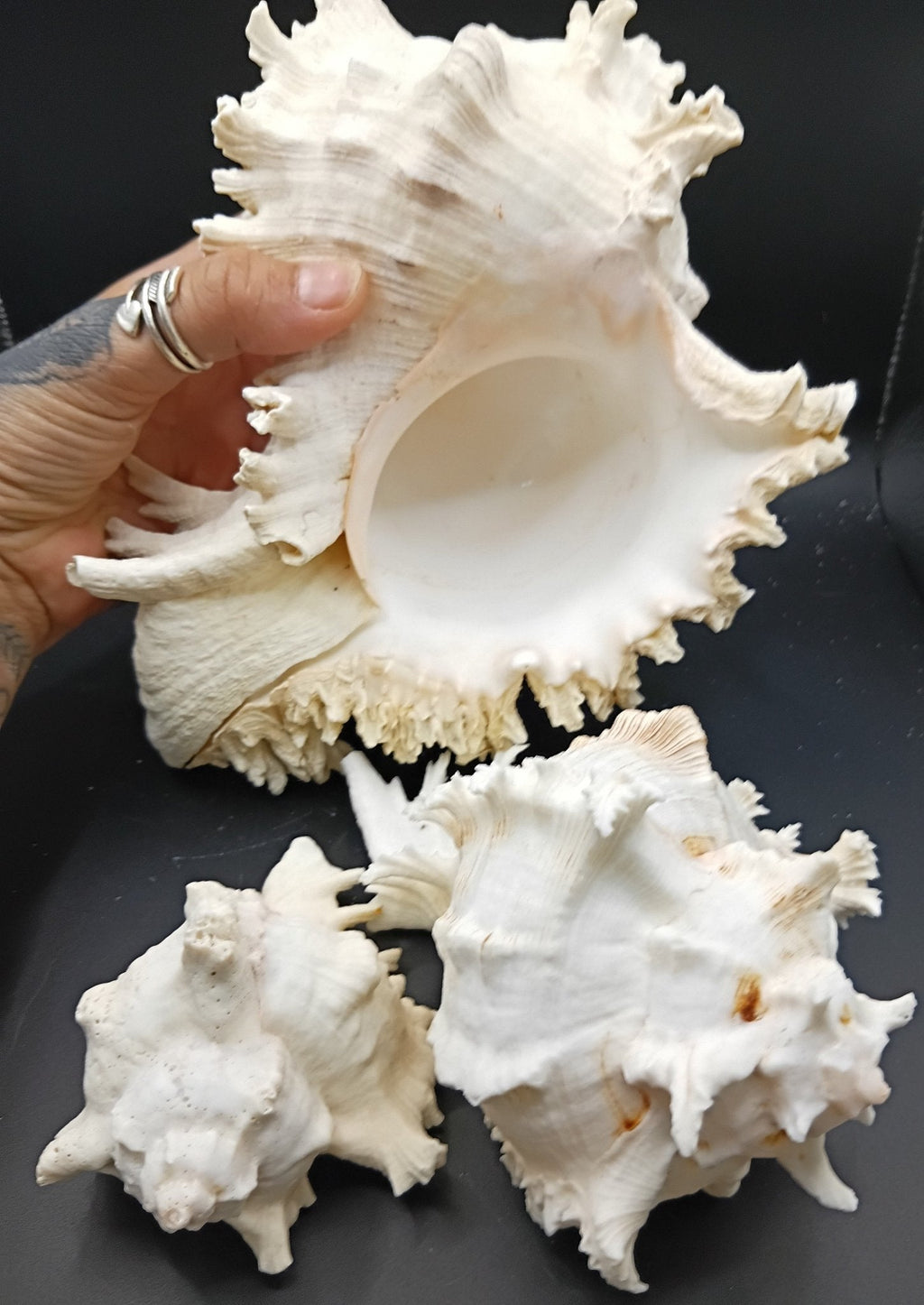 Murex Ramosus Shell