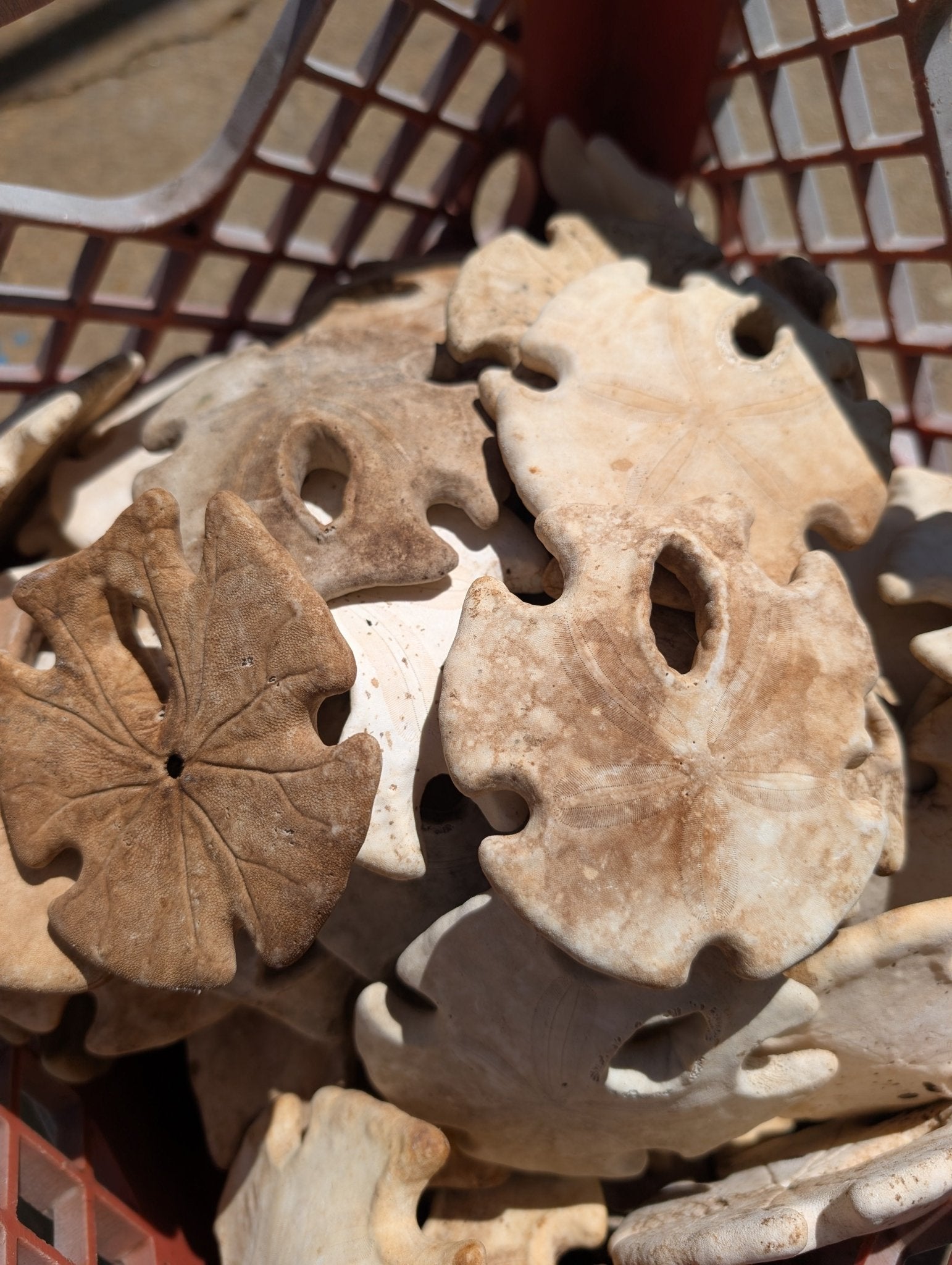 Natural Aged Mexican Keyhole Sand Dollar