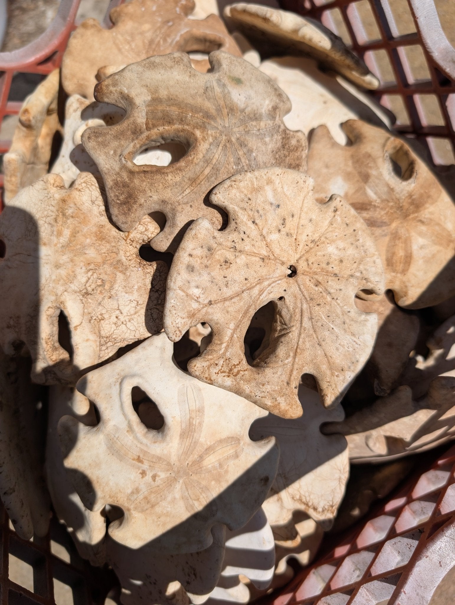 Natural Aged Mexican Keyhole Sand Dollar