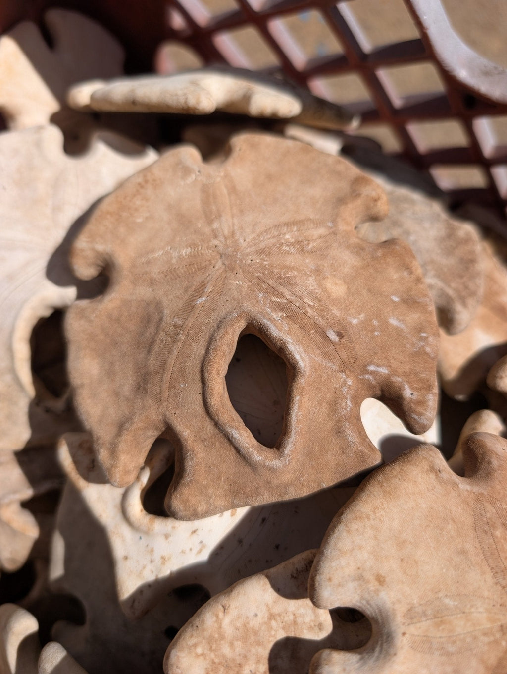 Natural Aged Mexican Keyhole Sand Dollar
