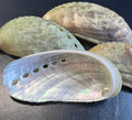 Mule Ear Abalone Shells – Haliotis asinina/asiana – 2-3"