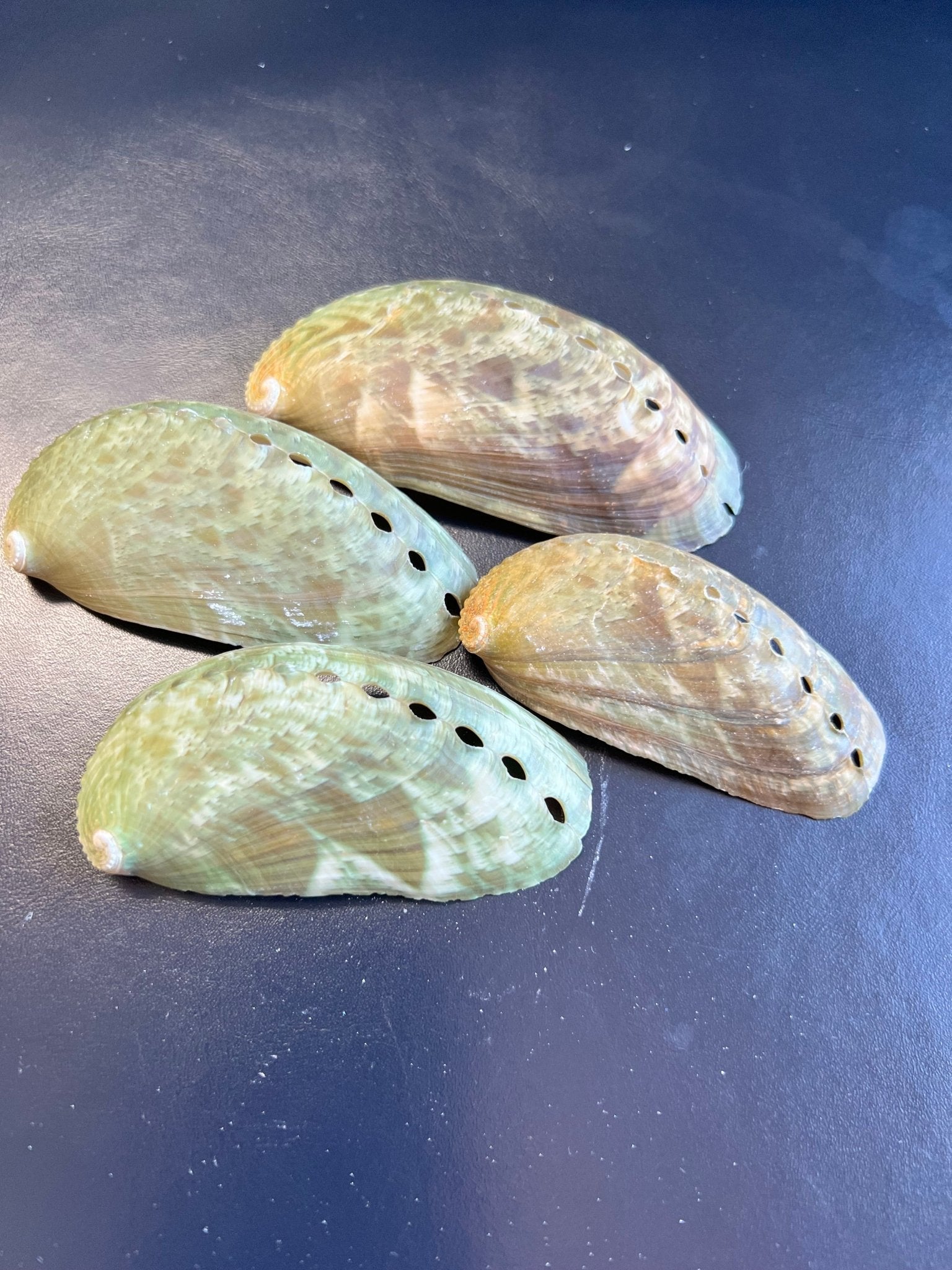 Mule Ear Abalone Shells – Haliotis asinina/asiana – 2-3"