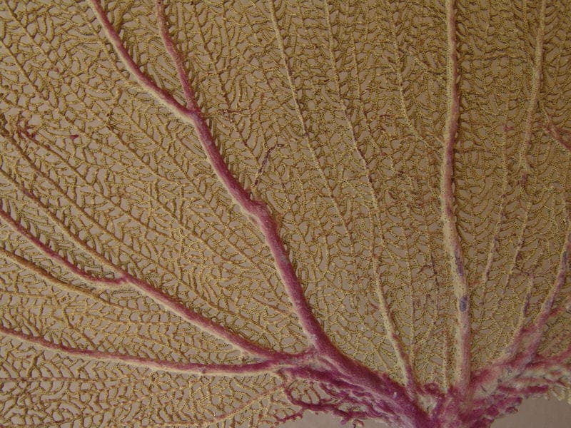Natural Dried Bahama Sea Fan Coral