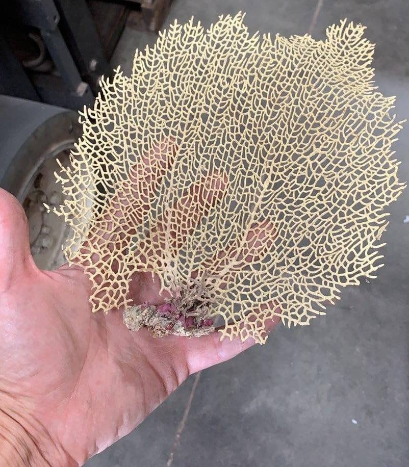 Natural Dried Bahama Sea Fan Coral