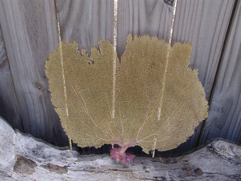 Natural Dried Bahama Sea Fan Coral