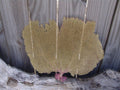Natural Dried Bahama Sea Fan Coral