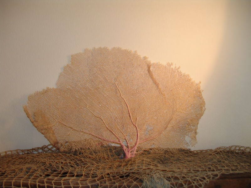 Natural Dried Bahama Sea Fan Coral