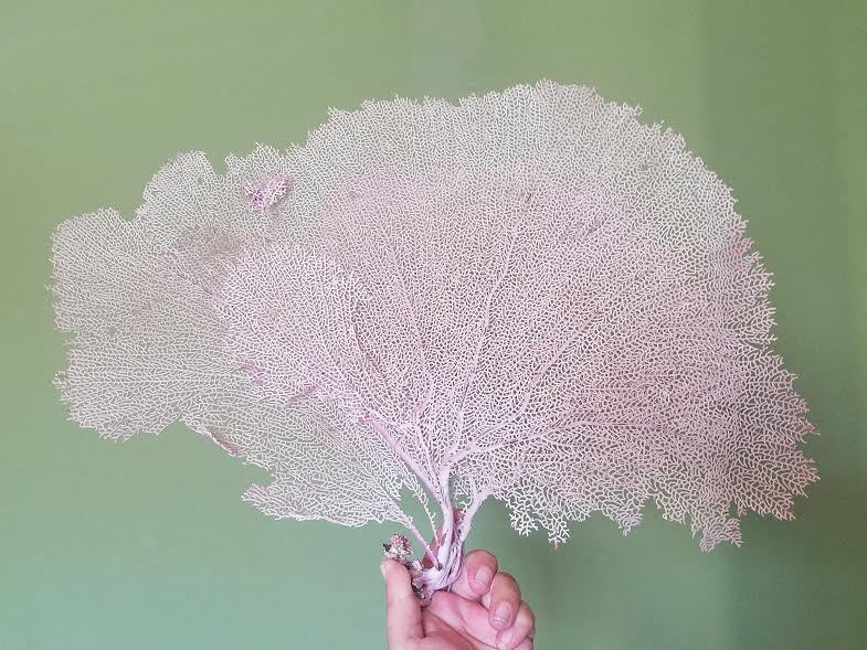 Natural Dried Bahama Sea Fan Coral