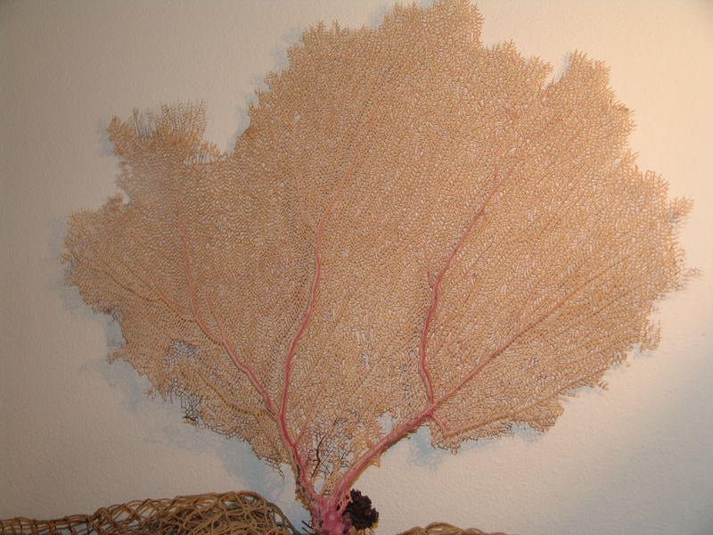 Natural Dried Bahama Sea Fan Coral