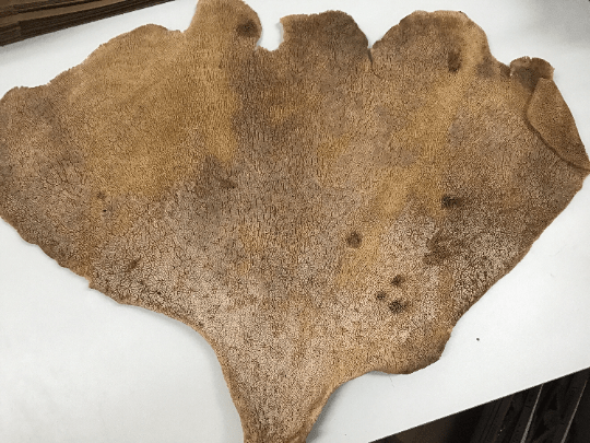 Natural Dried Brown Sponge Sea Fan Coral