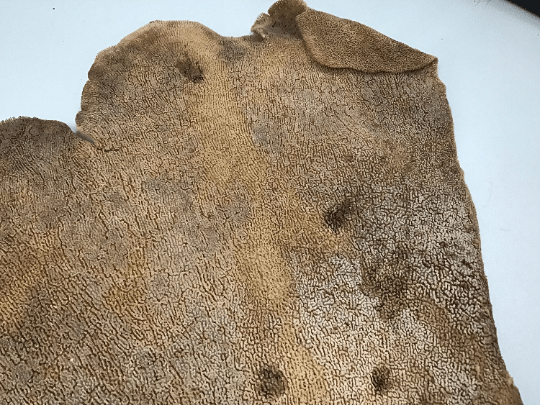Natural Dried Brown Sponge Sea Fan Coral
