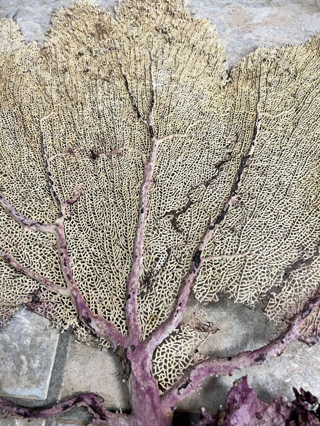 Natural Dried Cream Pink Bahama Sea Fan Coral 31x29 for Wall Art or Coastal Display