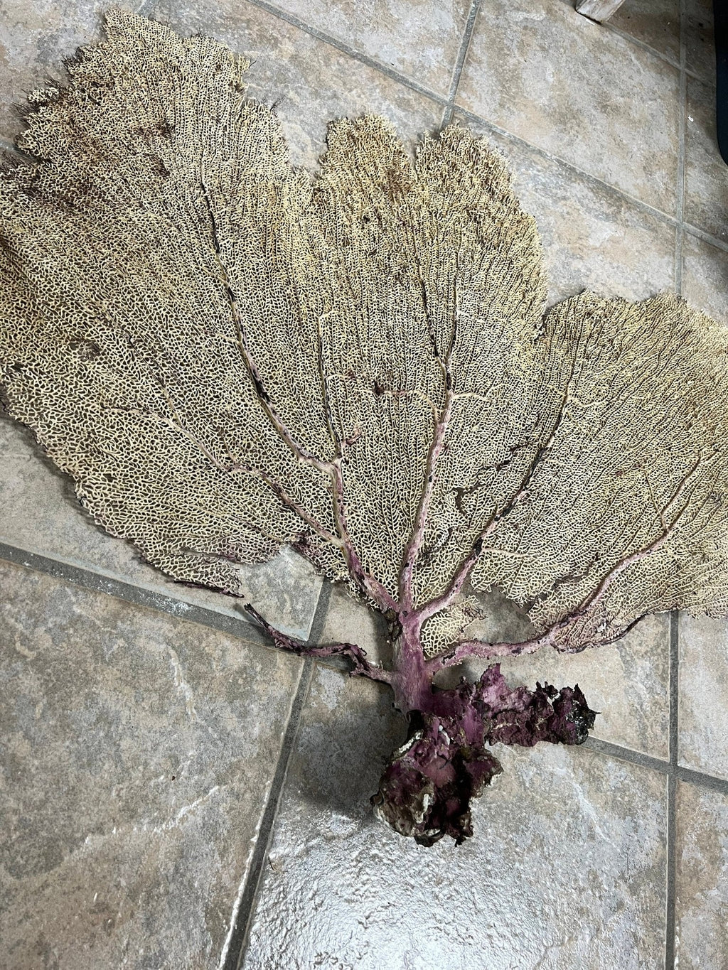 Natural Dried Cream Pink Bahama Sea Fan Coral 31x29 for Wall Art or Coastal Display