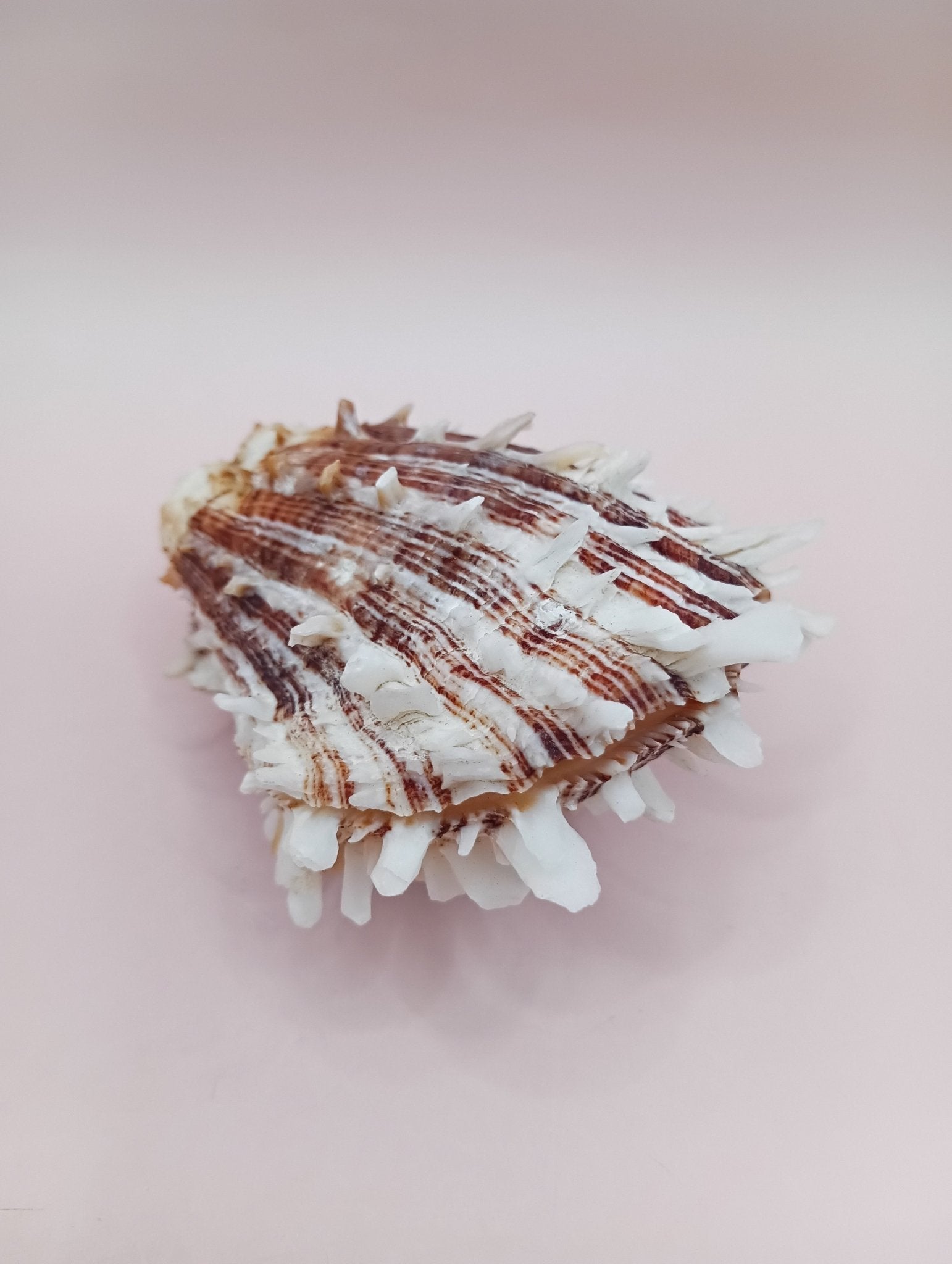 Natural Spondylus Shell – 2.8" x 2.2" – Spiny Display Shell