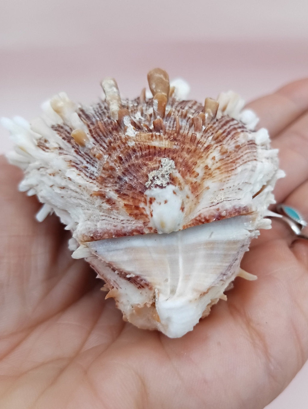 Natural Spondylus Shell – 2.8" x 2.2" – Spiny Display Shell