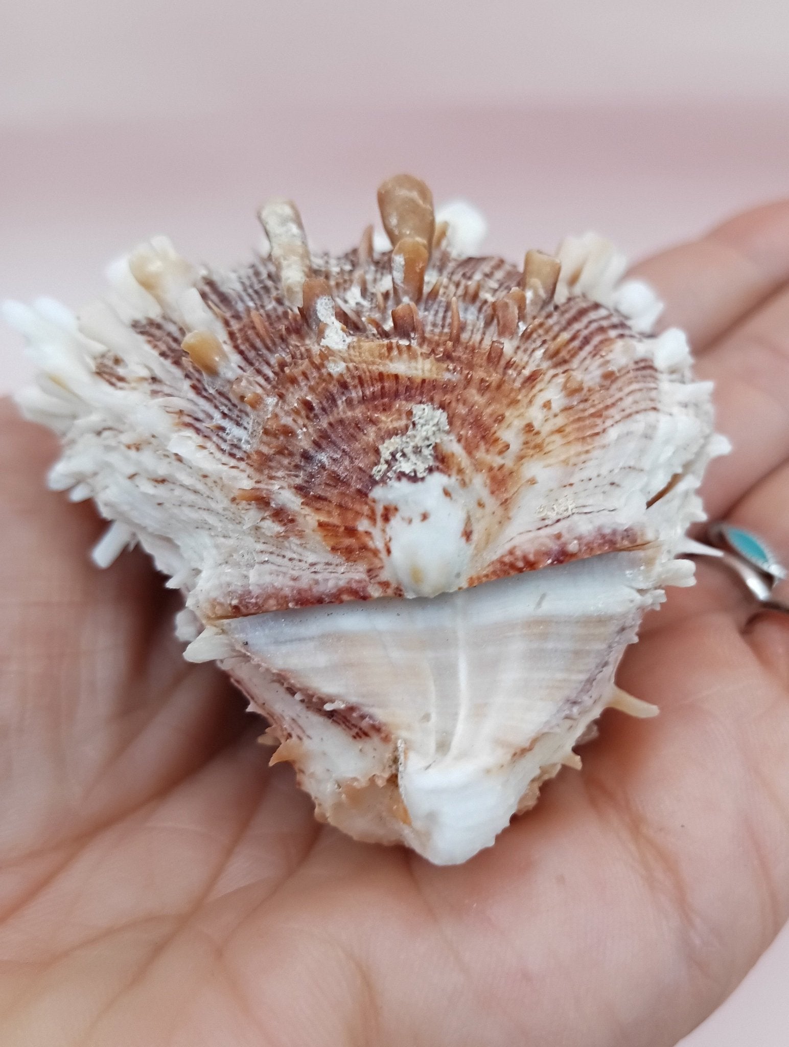 Natural Spondylus Shell – 2.8" x 2.2" – Spiny Display Shell