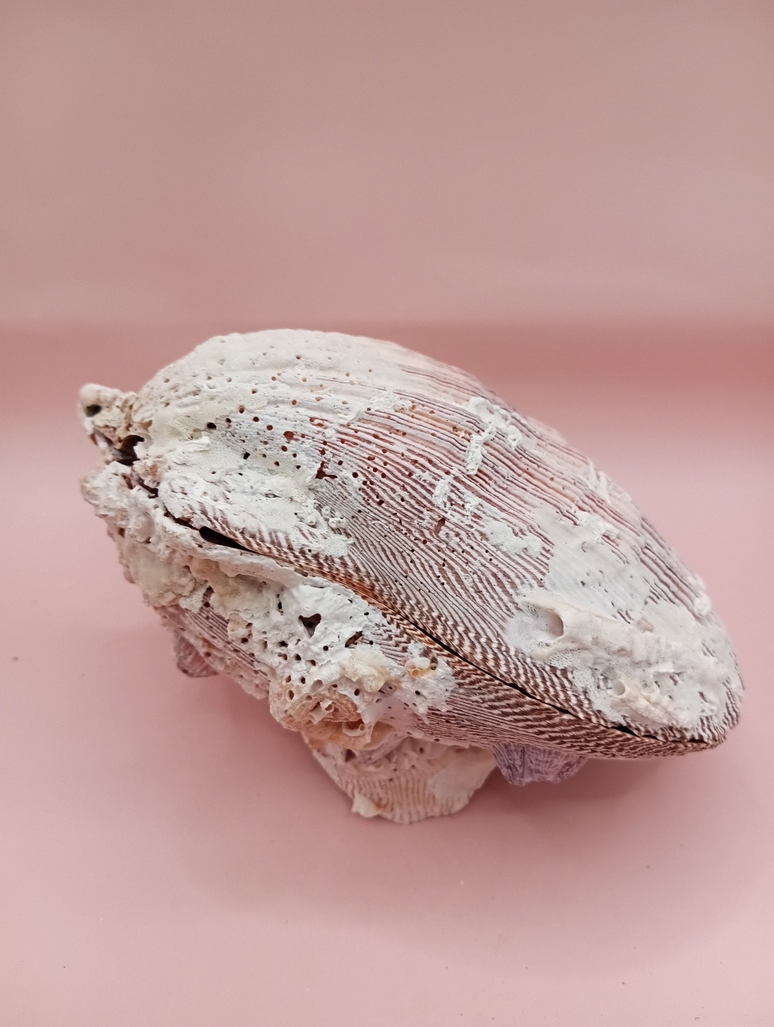 Natural Lion's Paw Seashell Pair – 5" x 5.1" – Coastal Display