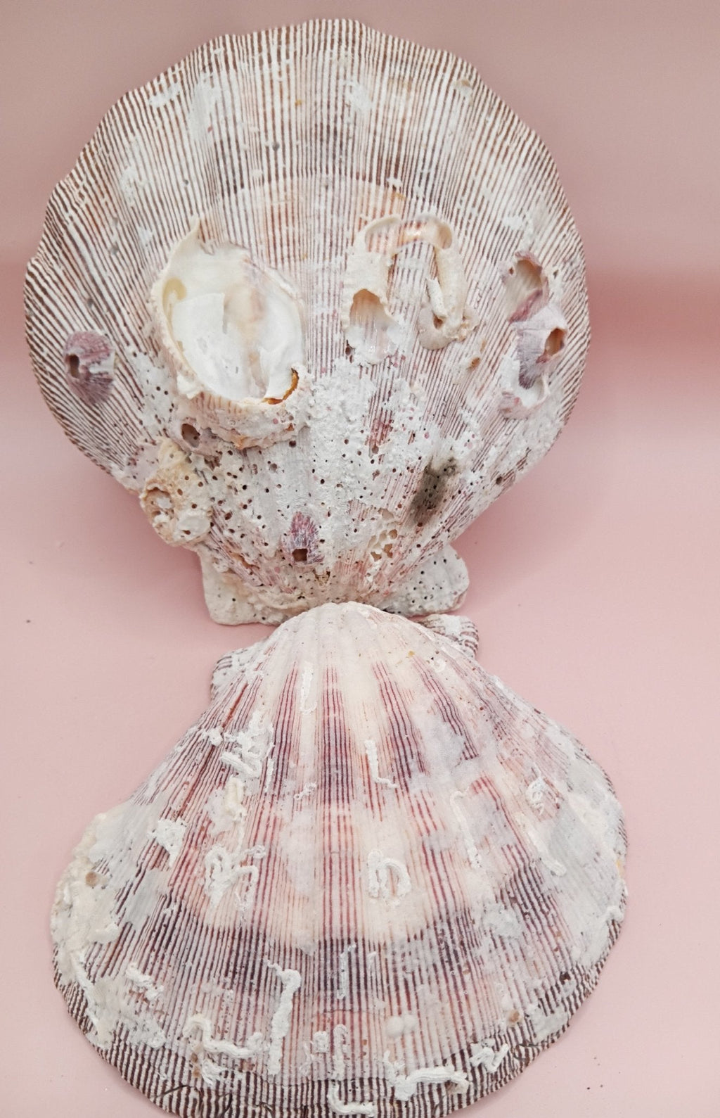Natural Lion's Paw Seashell Pair – 5" x 5.1" – Coastal Display