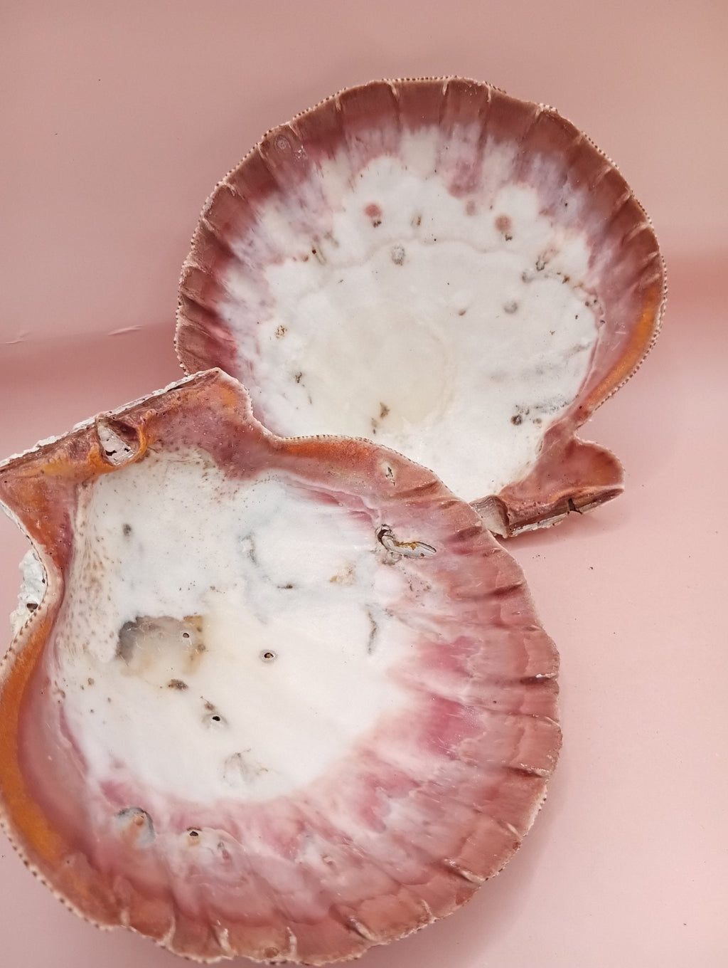 Natural Lion's Paw Seashell Pair – 5" x 5.1" – Coastal Display