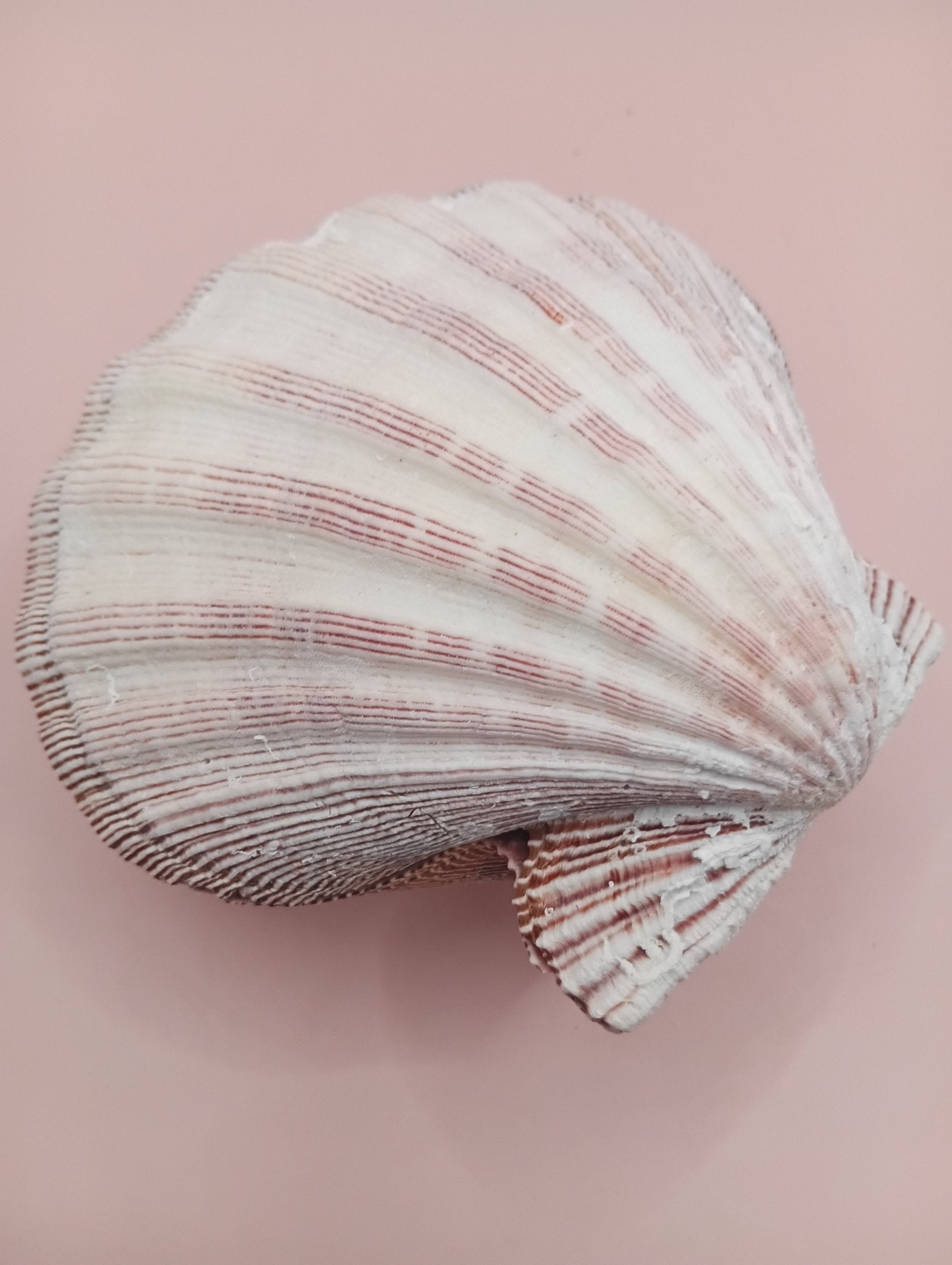 Natural Lion's Paw Seashell Pair – 5.0" x 5.2" – Coastal Display Accent