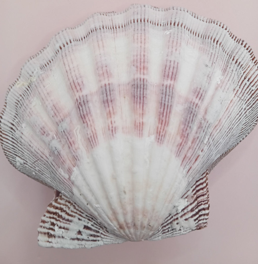 Natural Lion's Paw Seashell Pair – 5.5" x 5.0" – Coastal Display Accent