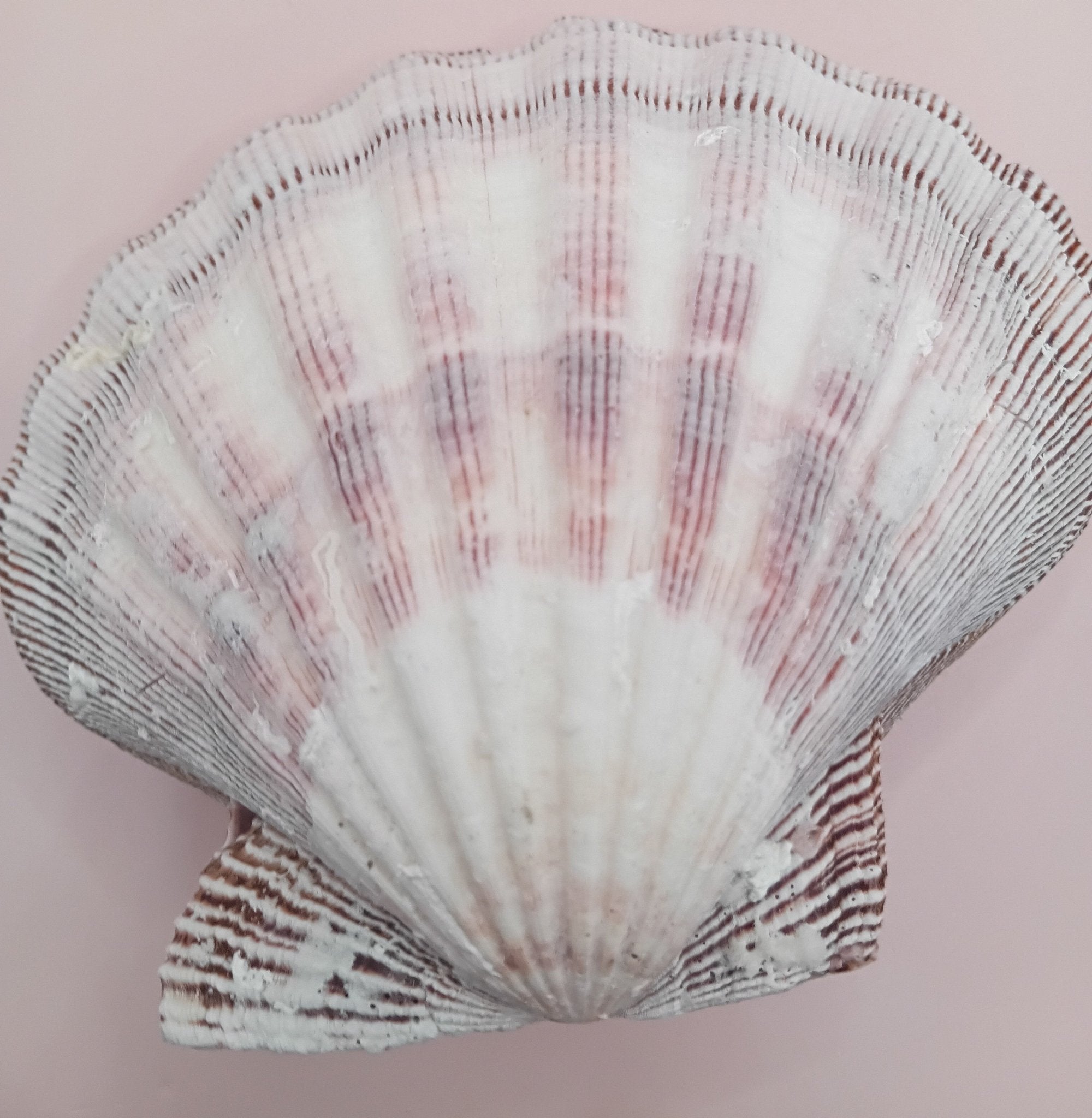 Natural Lion's Paw Seashell Pair – 5.5" x 5.0" – Coastal Display Accent
