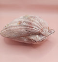 Natural Lion's Paw Seashell Pair – 5.5" x 5.0" – Coastal Display Accent