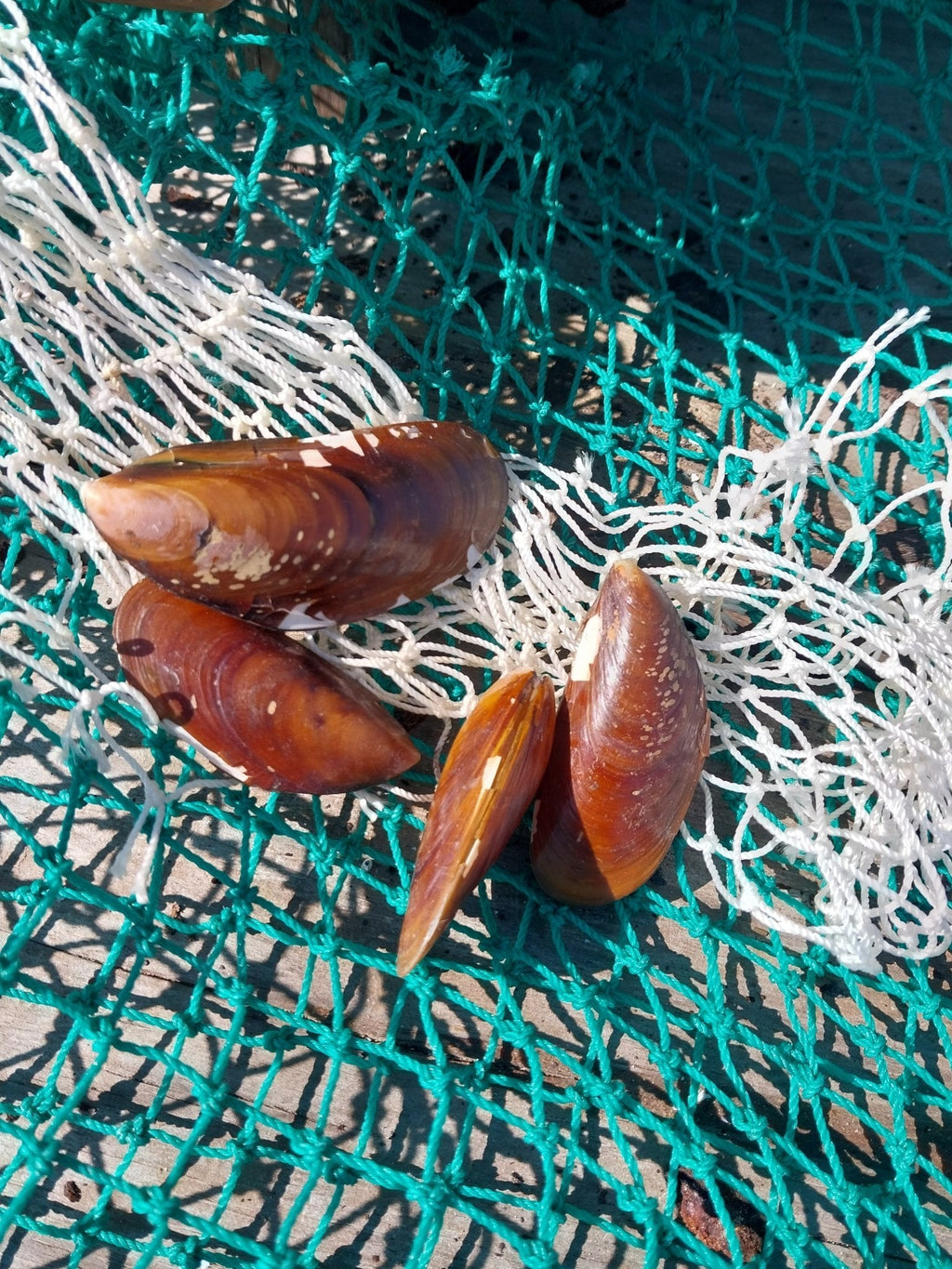 Natural Mussel Shell Pairs
