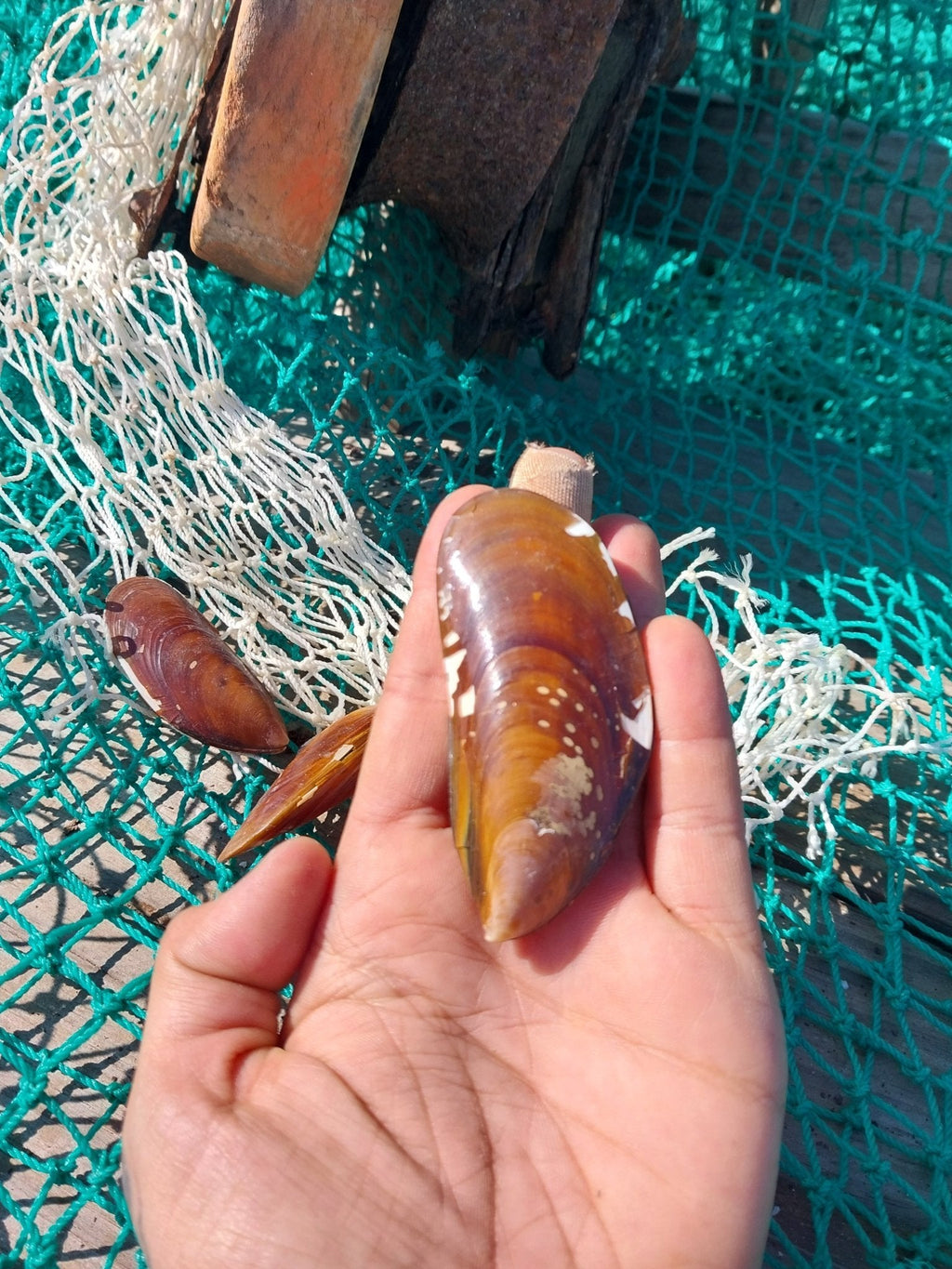 Natural Mussel Shell Pairs
