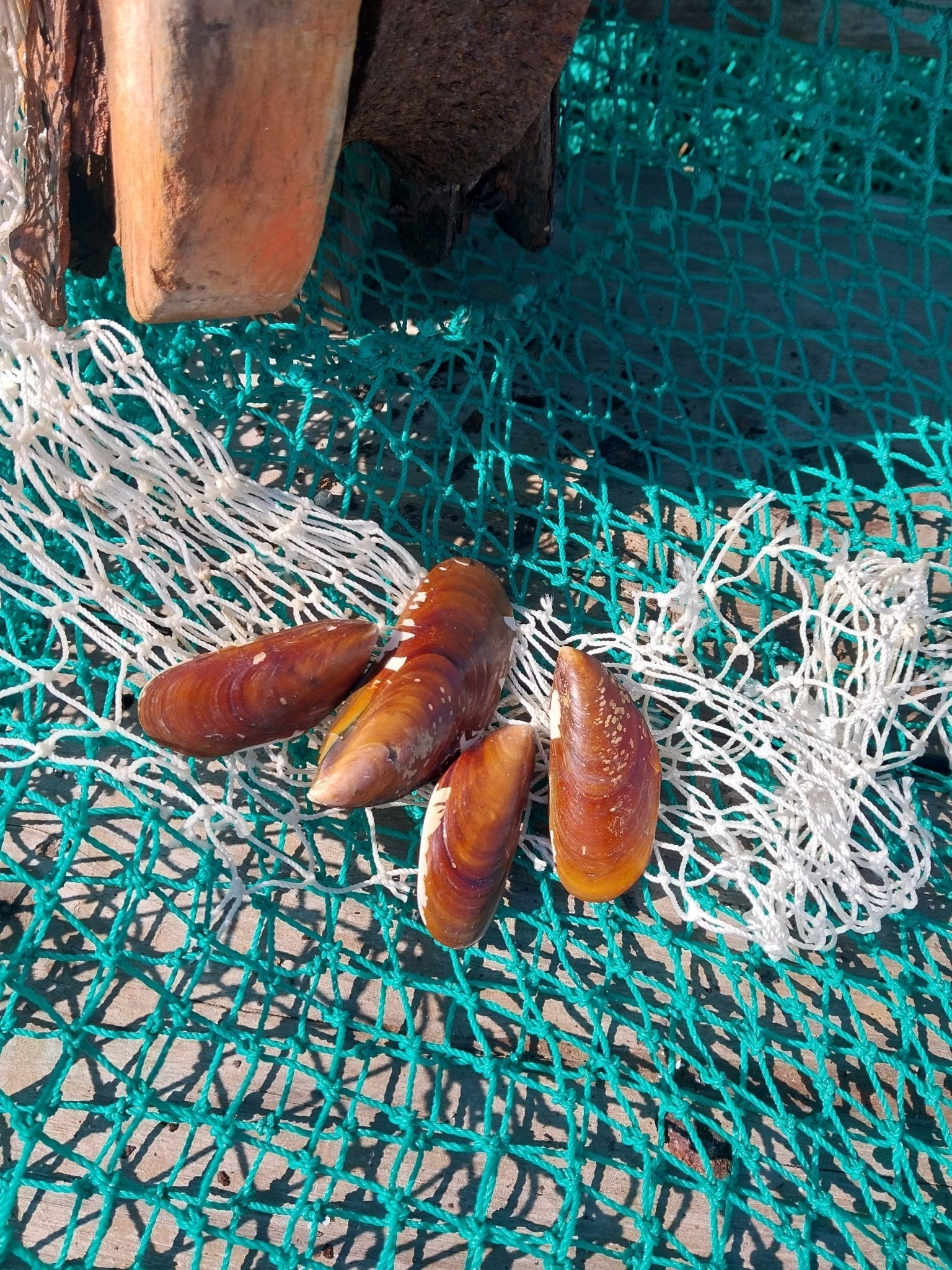 Natural Mussel Shell Pairs