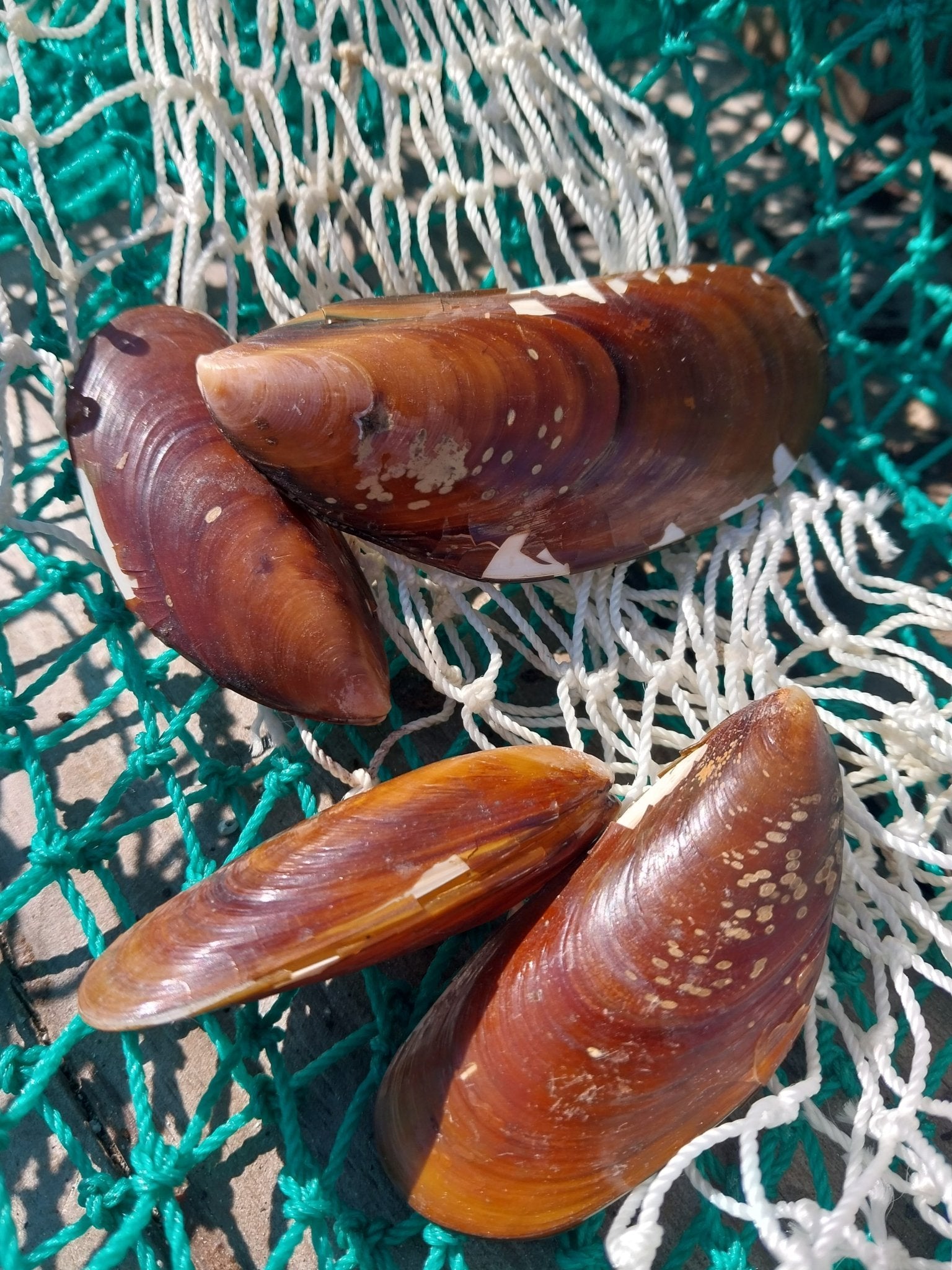 Natural Mussel Shell Pairs