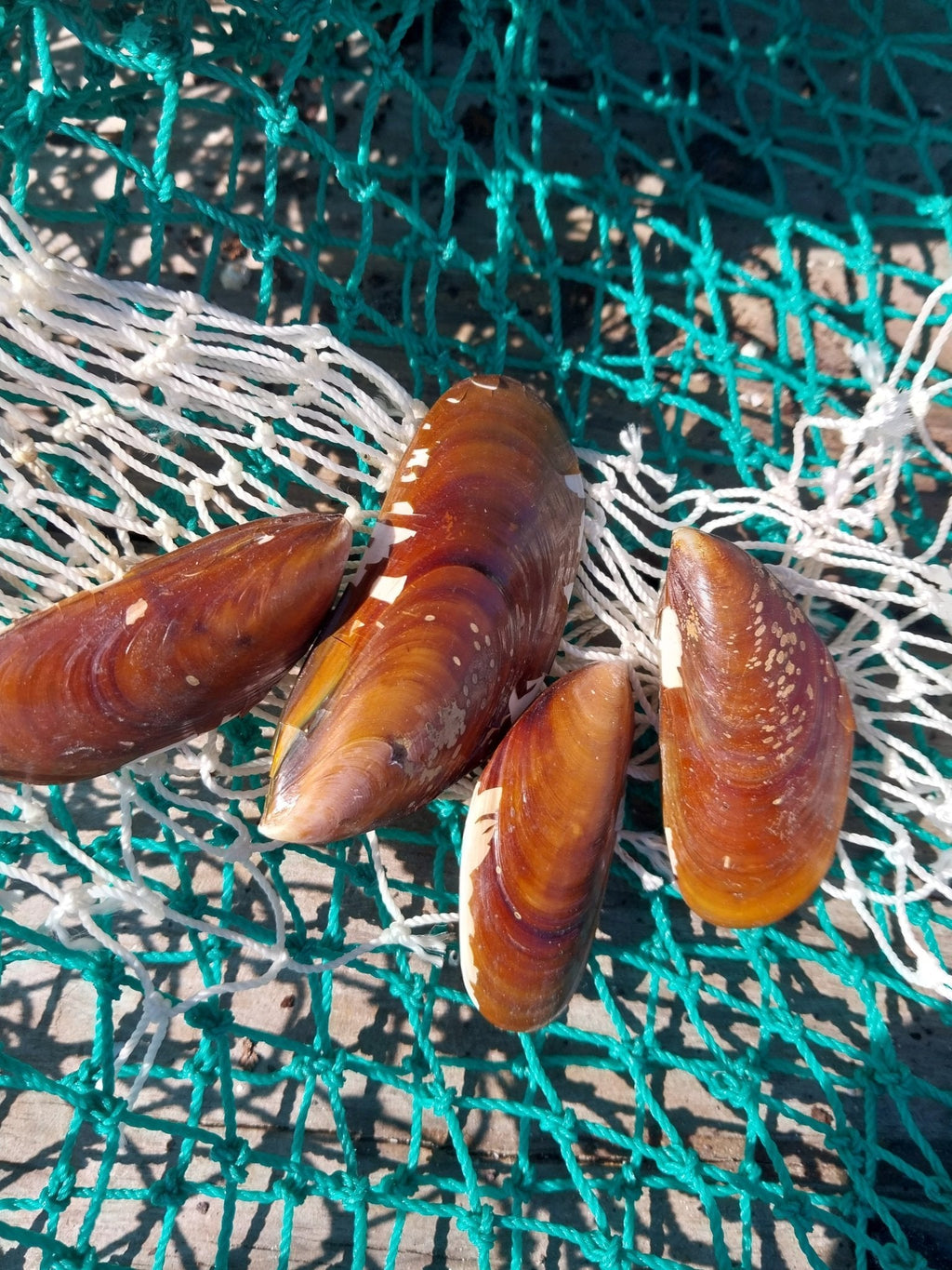 Natural Mussel Shell Pairs