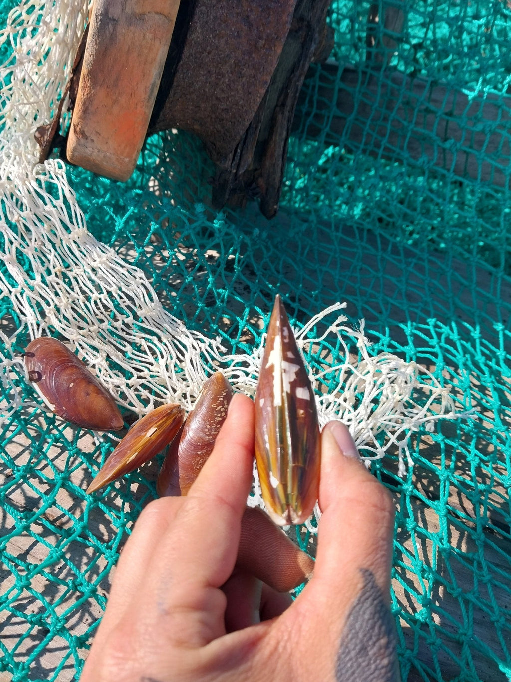 Natural Mussel Shell Pairs