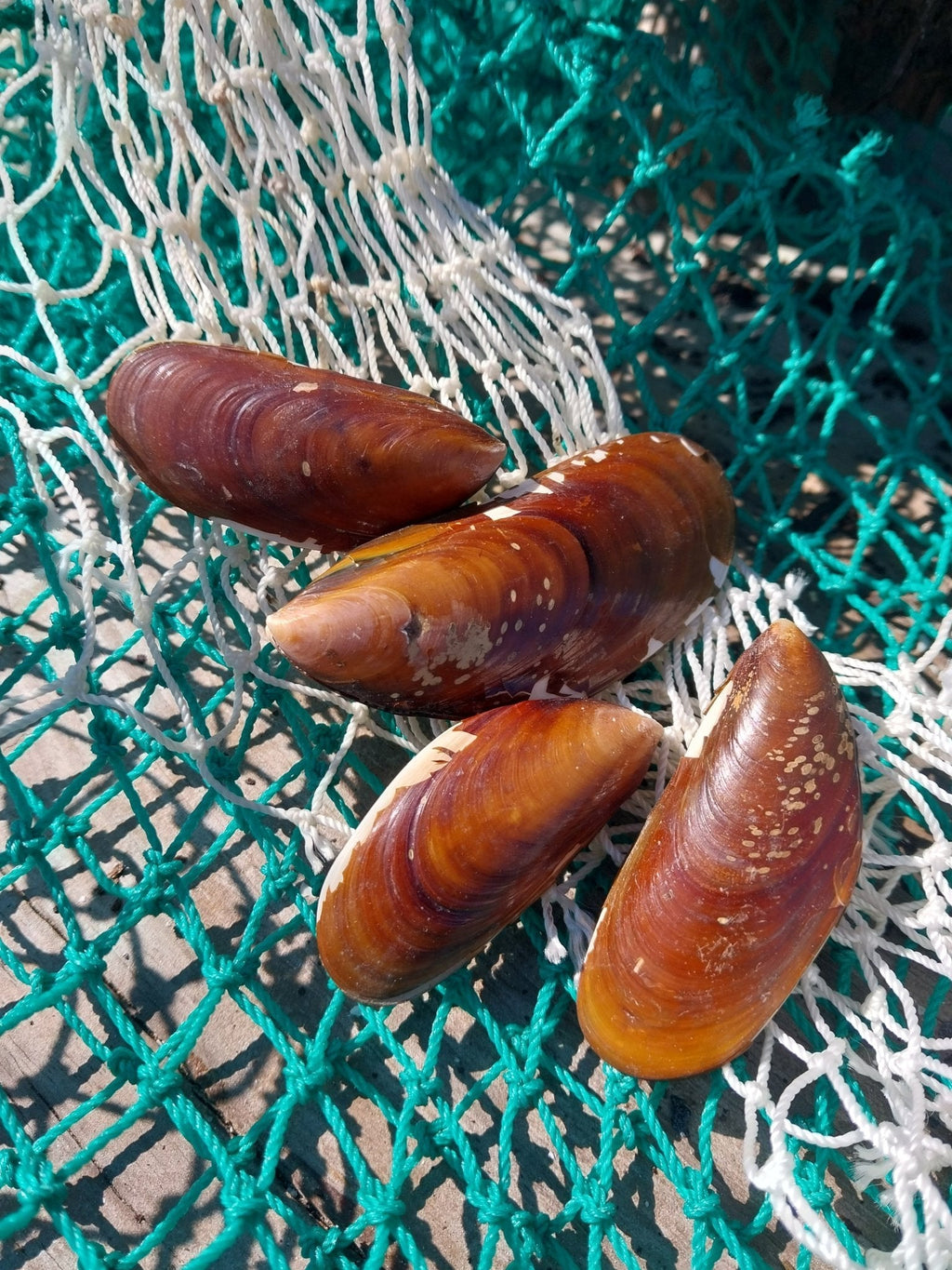 Natural Mussel Shell Pairs