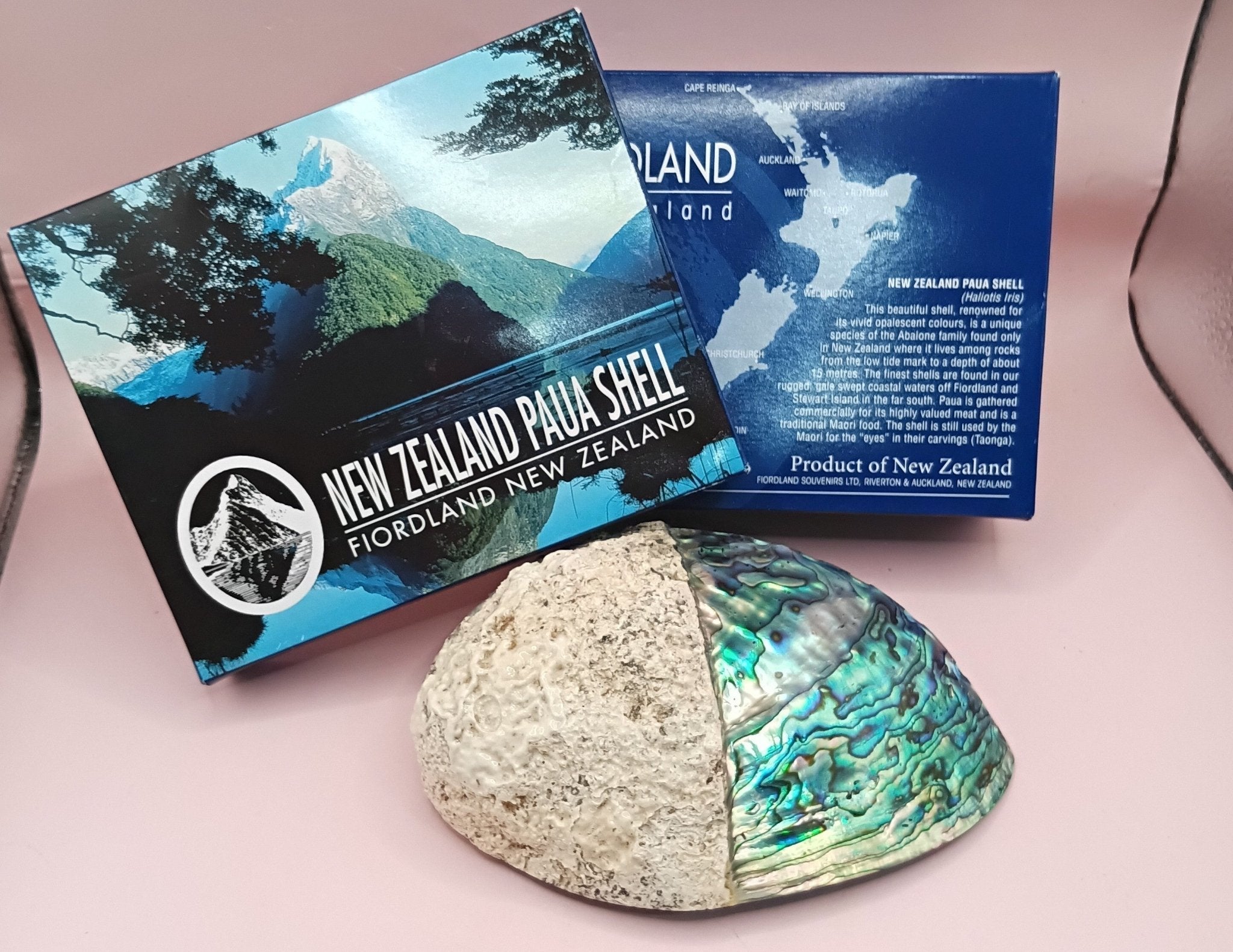 Natural New Zealand Paua Shell – Haliotis iris from Fiordland
