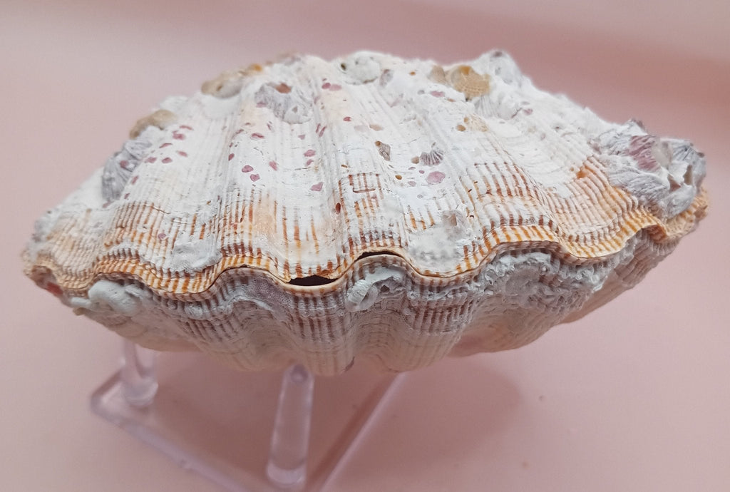 Natural Orange Lion's Paw Seashell Pair – 5.1" x 4.9" – Coastal Display Accent