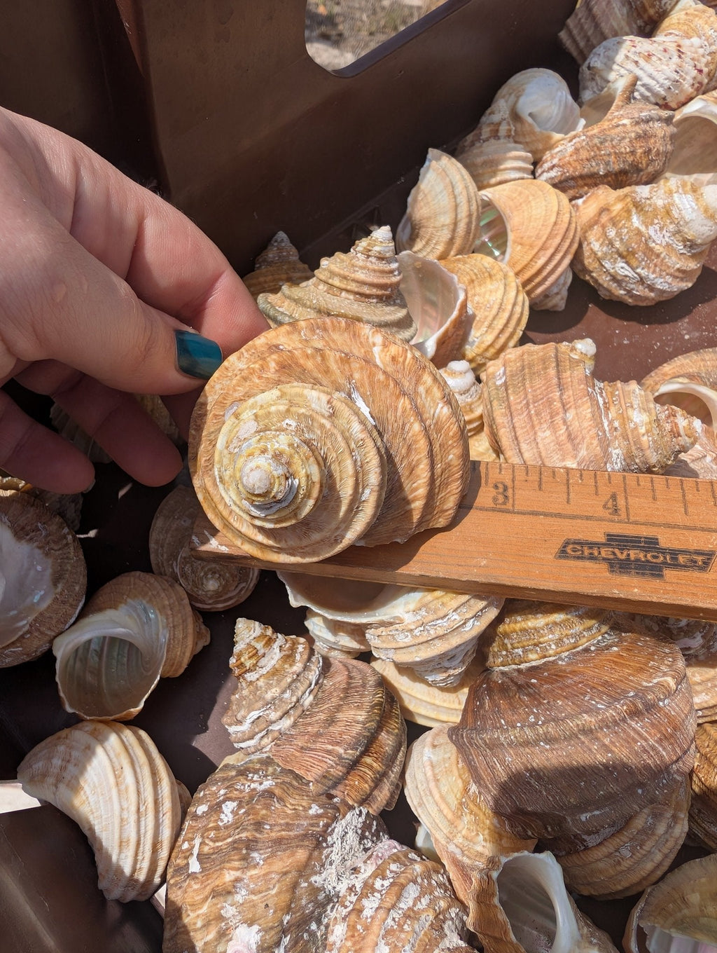 Natural Ribbed Turbo Shell