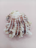 Natural Spondylus Shell – 2.1" x 1.7" – Spiny Display Shell