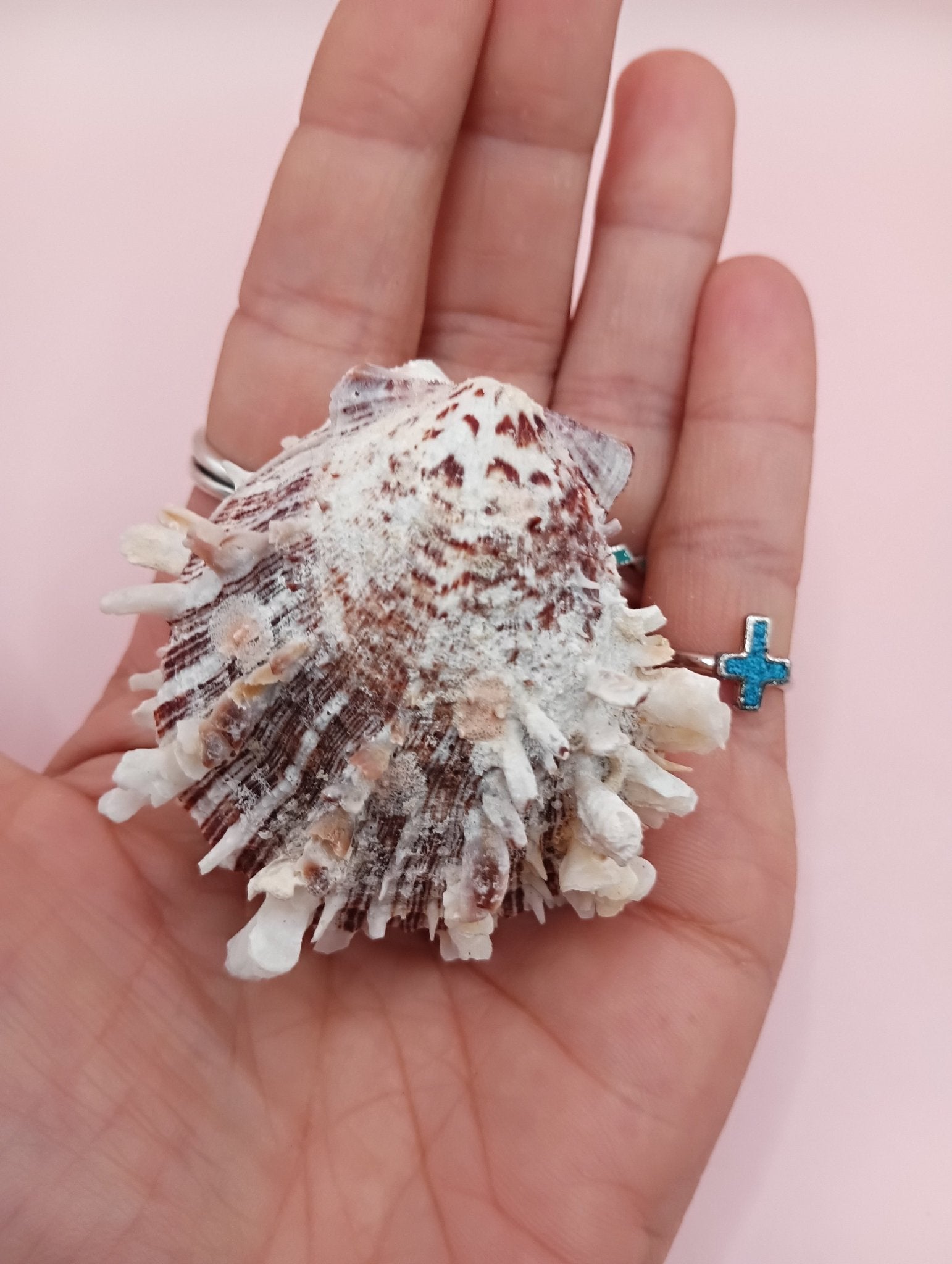 Natural Spondylus Shell – 2.1" x 1.7" – Spiny Display Shell
