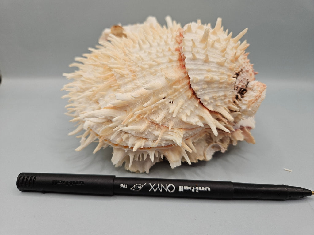 Natural Spondylus Shell Pair - 5"x6"x3" Decorative Ocean Shells
