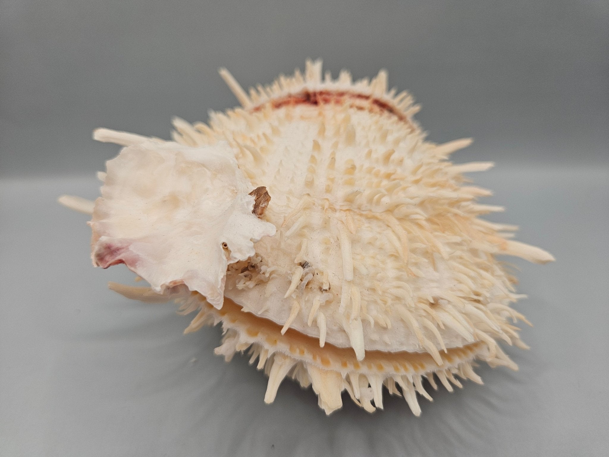 Natural Spondylus Shell Pair - 5"x6"x3" Decorative Ocean Shells
