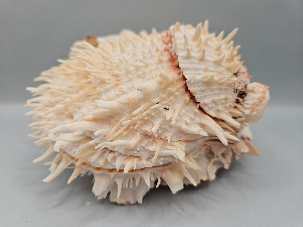 Natural Spondylus Shell Pair - 5"x6"x3" Decorative Ocean Shells