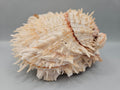 Natural Spondylus Shell Pair - 5"x6"x3" Decorative Ocean Shells