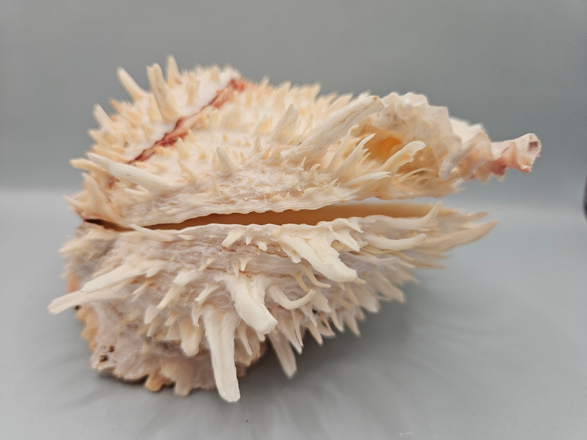 Natural Spondylus Shell Pair - 5"x6"x3" Decorative Ocean Shells