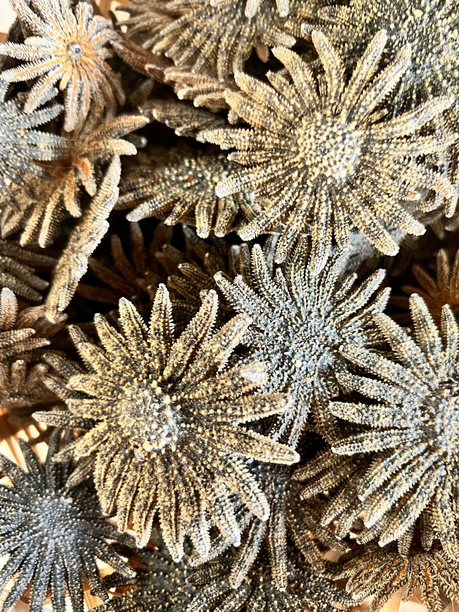 Natural Sunflower Starfish