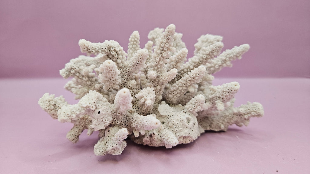 Natural Table Coral -5.75"x4" Coastal Home Décor Accent