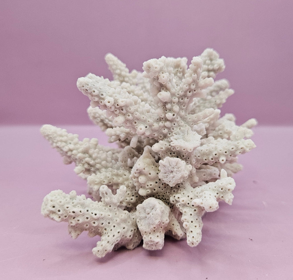 Natural Table Coral -5.75"x4" Coastal Home Décor Accent