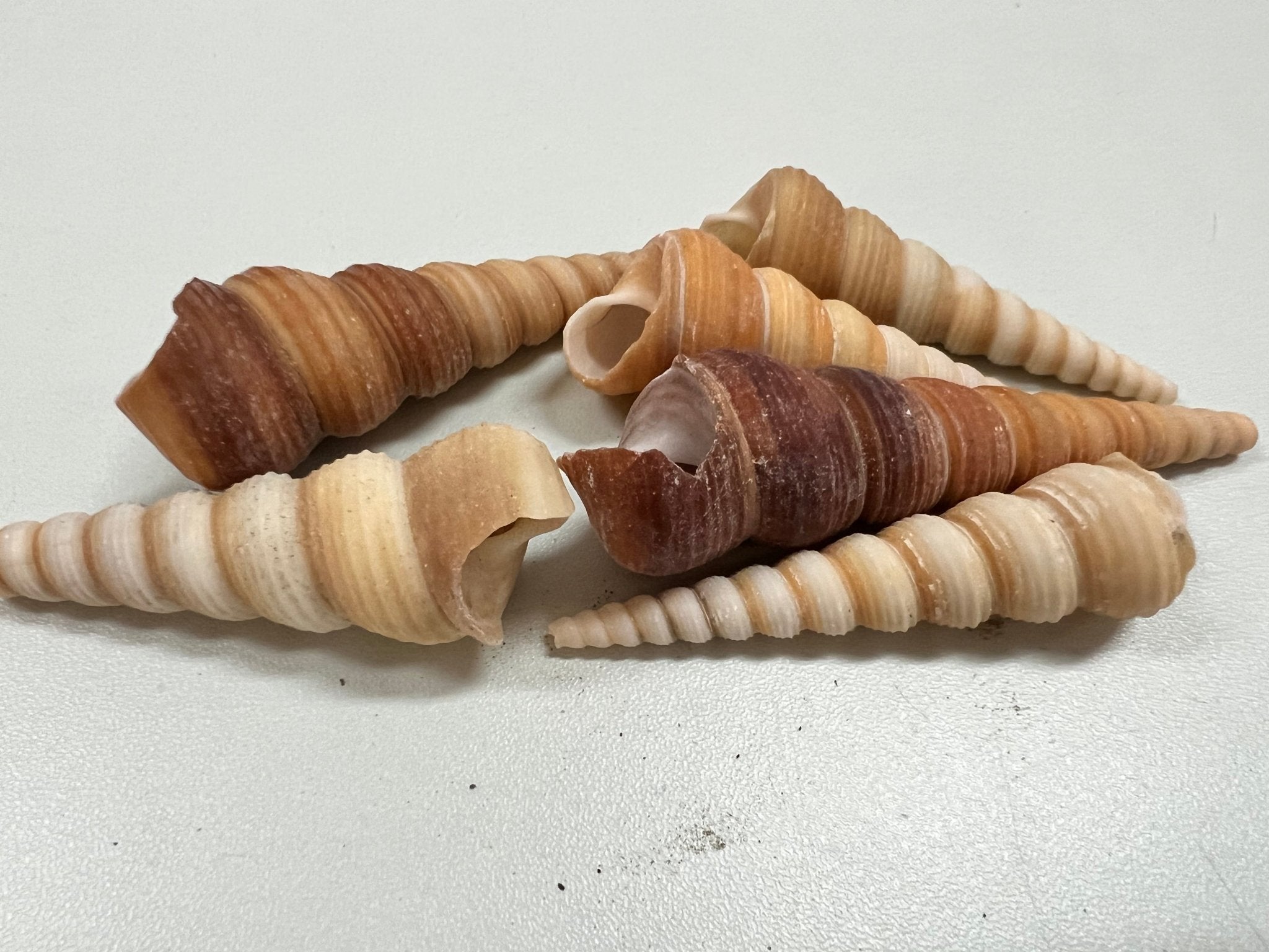 Natural Terebra Turritella Shells
