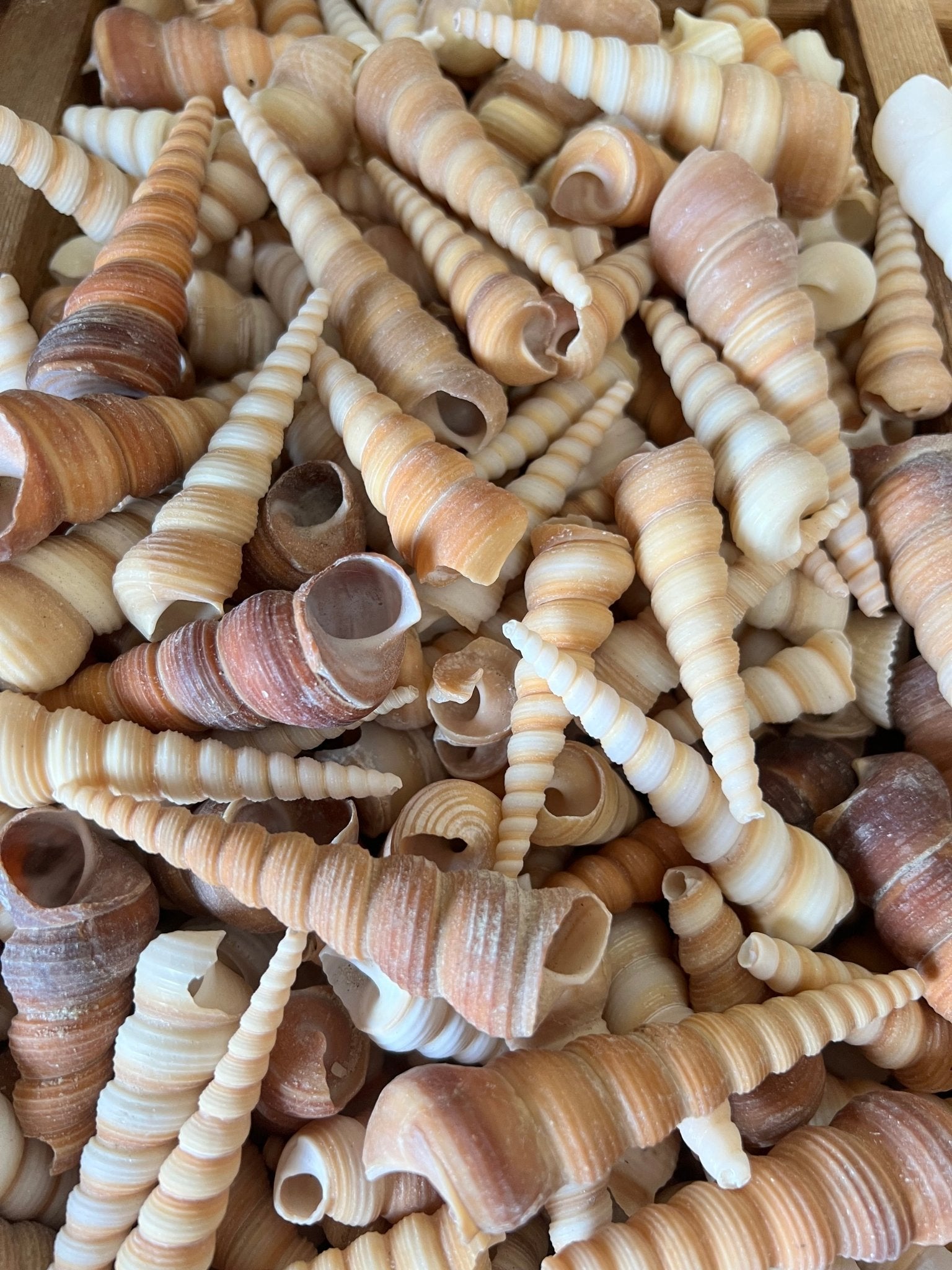 Natural Terebra Turritella Shells
