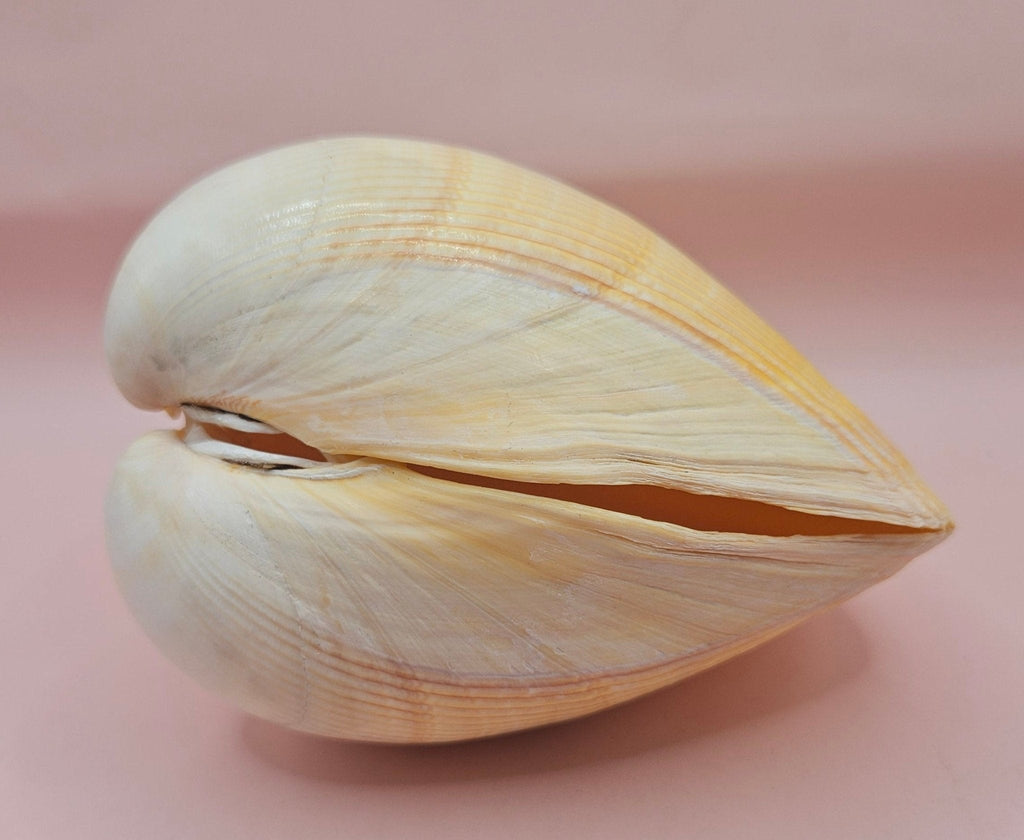 Natural Yellow Giant Cockle Shell Pair for Display | Coastal Home Decor | 4.7x4x3.3 Inches (Laevicardium elatum)